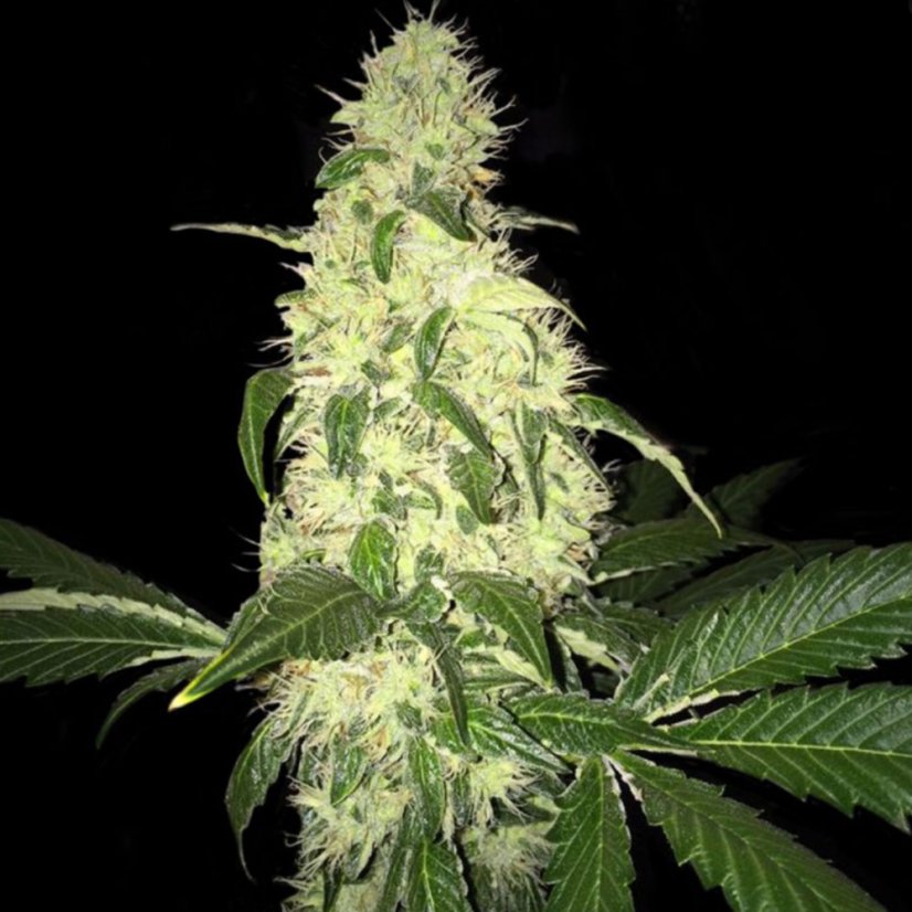 T.H.Seeds™ Semințe de canabis Afghaniberry, pachet 5+1 picătură limitată, obișnuit