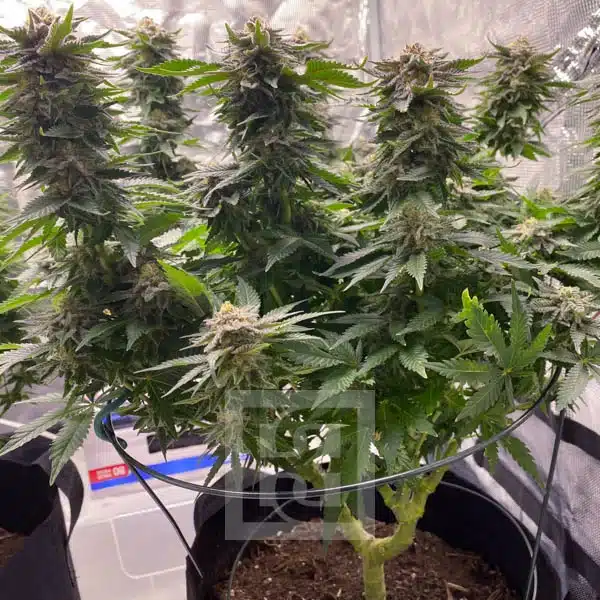 Blimburn Seeds Hanfsamen Girl Scout Cookies Feminisiert