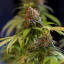 Royal Queen Seeds Semințe de canabis Shining Silver Haze feminizate