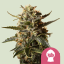 Royal Queen Seeds Seminte de canabis Bubblegum XL feminizate