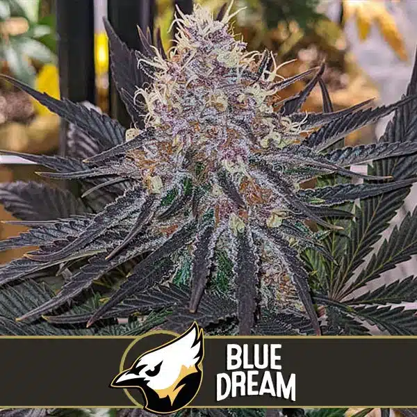 Blimburn Seeds Cannabiszaden Blue Dream Gefeminiseerd