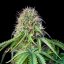 Royal Queen Seeds Cannabis Seeds Royal CBG Auto (korkea CBD)