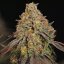 Royal Queen Seeds Semințe de canabis Legendary OG Punch feminizate