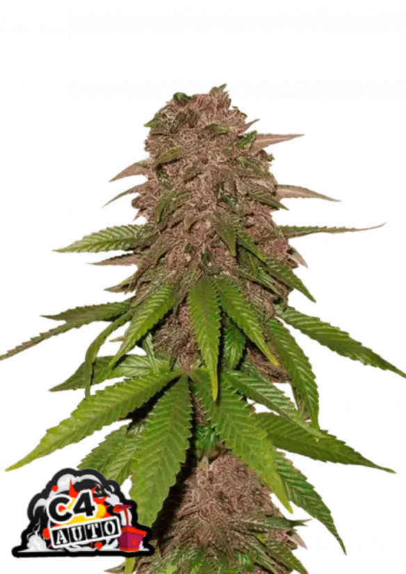 Fast Buds Sjemenke konoplje C4 Auto