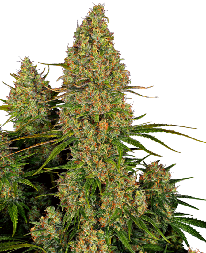 Sensi Seeds Seminte de canabis Sticky Orange XXL Automatic Feminizate, 3-10 buc
