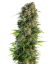 Sensi Seeds Semințe de canabis Hindu Kush Automatic® feminizate, 3-10 buc.