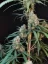 Fast Buds Sjemenke konoplje Sir Auto