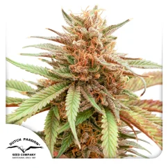 Dutch Passion Seminte de canabis Durban Dew feminizate