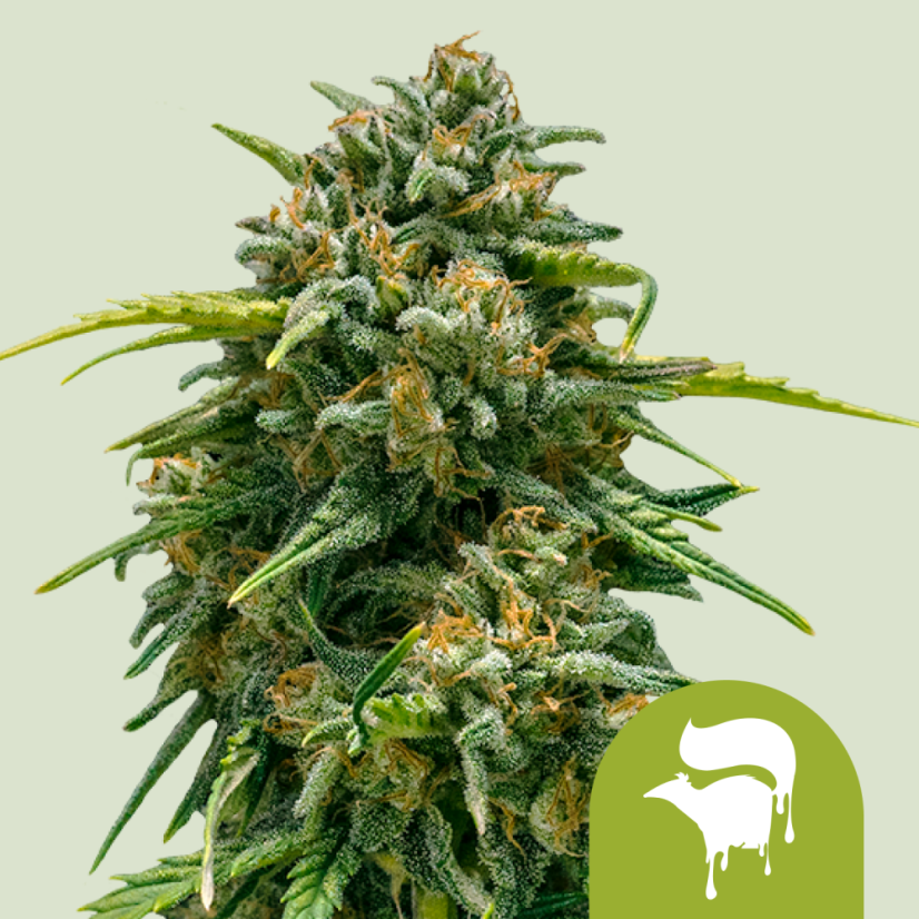 Royal Queen Seeds Seminte de canabis Sweet Skunk Auto