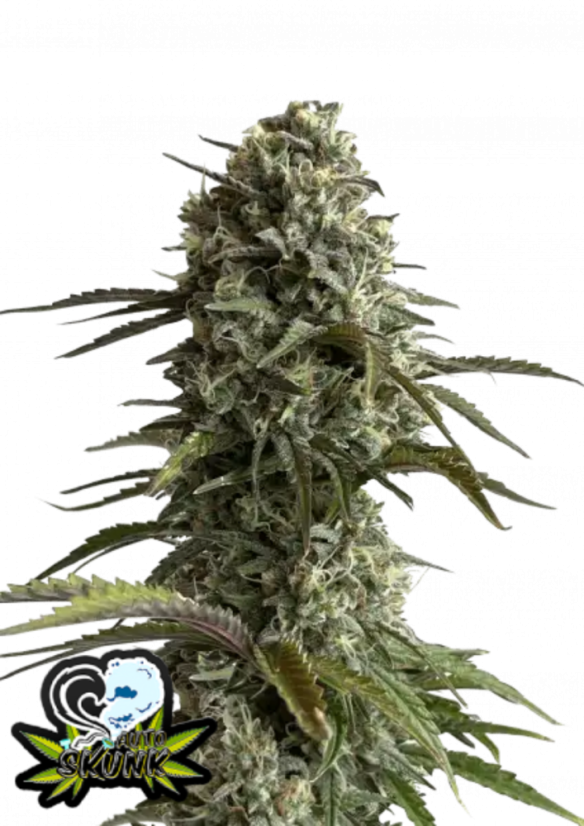 Fast Buds Насіння канабісу Skunk Auto