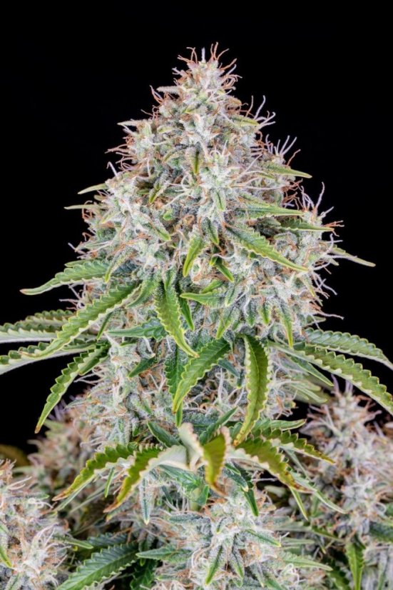 Fast Buds Sjemenke Kanabisa Cinderella Auto