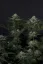 Fast Buds Cannabis Seeds GG4 Sherbet FF