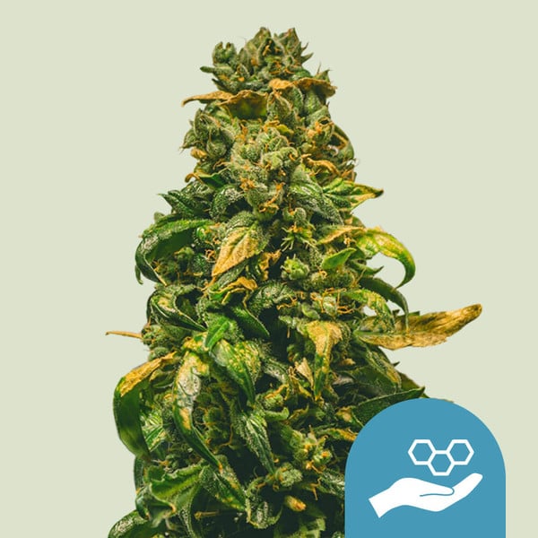 Royal Queen Seeds Cannabis Seeds Solomatic Auto (korkea CBD)