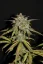 Fast Buds Автозаправка з насінням канабісу