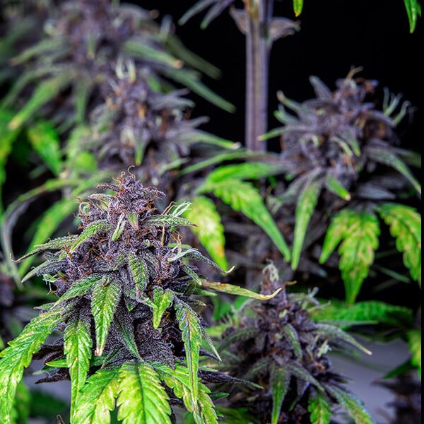 Royal Queen Seeds Cannabis Seeds Purplematic Auto (korkea CBD)