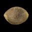 Silent Seeds Seminte exotice de canabis Gorilla Frost feminizate