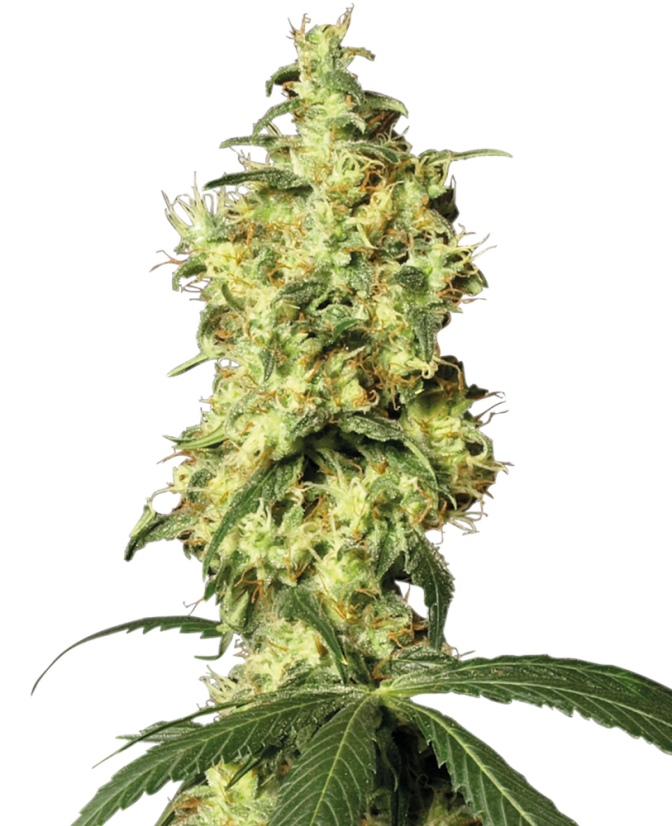 Sensi Seeds Seminte de canabis White Widow automat feminizate de White Label, 3-10 buc