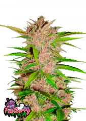 Fast Buds Kanapių sėklos Fastberry Auto