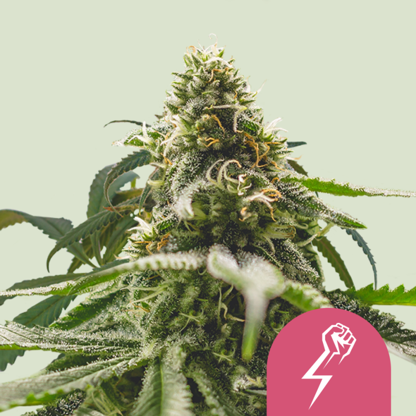 Royal Queen Seeds Seminte de canabis Green Crack Punch feminizate