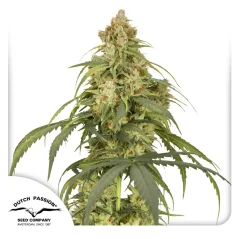 Dutch Passion Насіння коноплі Auto CBD-Victory® Autoflowering