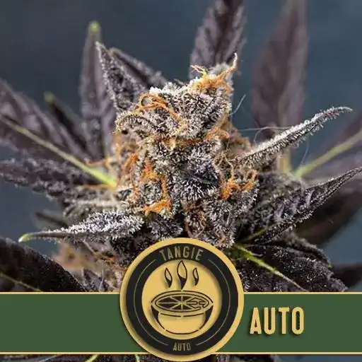 Blimburn Seeds Cannabiszaden Tangie Auto