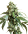 Sensi Seeds Semena konoplje Jack Flash® Regular, 10 kos