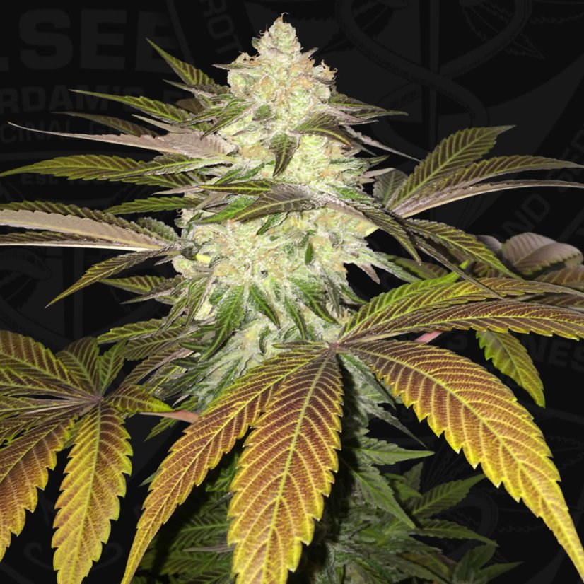 T.H.Seeds™ Cannabisfrø Orangesicle, 6+1 specialpakke, feminiseret