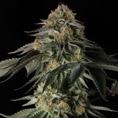 Silent Seeds Cannabis Seeds Rainbow Gas Feminized
