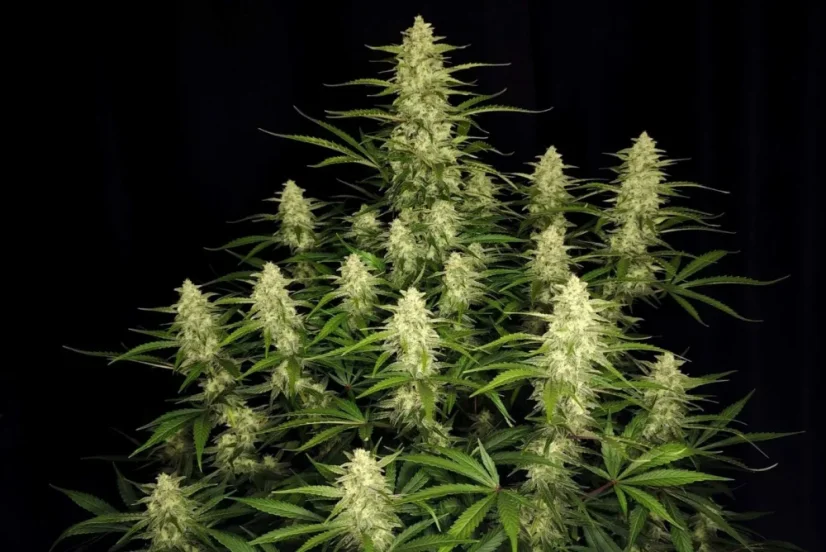 Fast Buds Żerriegħa tal-Kannabis Papaya Cookies Auto