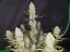 Fast Buds Biji Ganja Kue Tropicana Otomatis