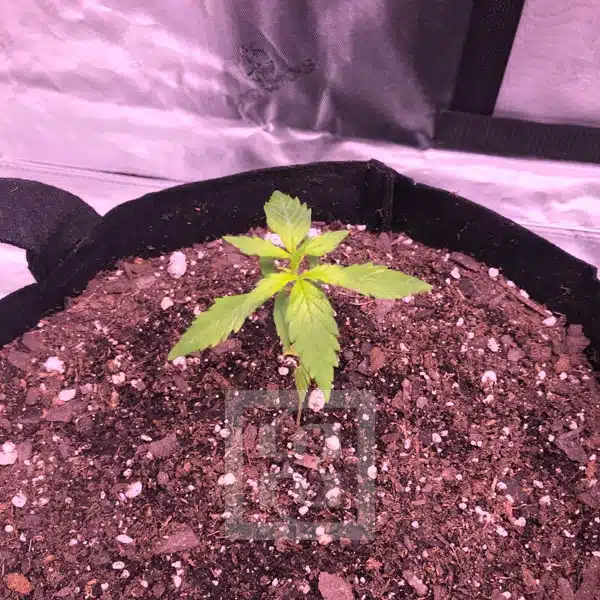 Blimburn Seeds Semințe de canabis Grizzly Purple Auto