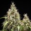 Royal Queen Seeds Seminte de canabis Biscuiti Gelato Auto