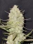 Fast Buds Biji Ganja Kue Tropicana Otomatis