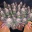 Silent Seeds Seminte de canabis exotice LA Vanilla Cake feminizate