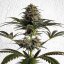 Royal Queen Seeds Cannabis Seeds Dance World Feminized (korkea CBD)