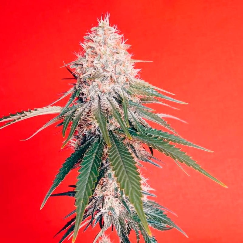 Silent Seeds Seminte clasice de canabis OG Kush feminizate