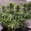 Blimburn Seeds Hanfsamen Girl Scout Cookies Feminisiert
