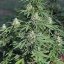 Royal Queen Seeds Seminte de canabis Royal Cookies Auto