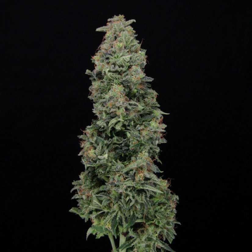 Doctor´s Choice Graines Chronic Fast F1 BX Régulières