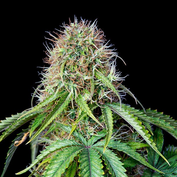 Royal Queen Seeds Cannabis Seeds Royal CBG Auto (korkea CBD)