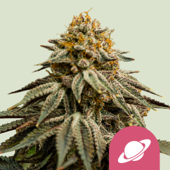 Royal Queen Seeds Cannabis Seeds Royal Skywalker Nőiesített