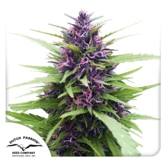 Dutch Passion Seminte de canabis Shaman® feminizate