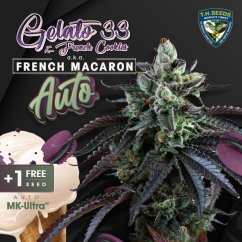 T.H.Seeds™ Sementes de Cannabis Auto French Macaron, Pacote 6+1, feminizadas