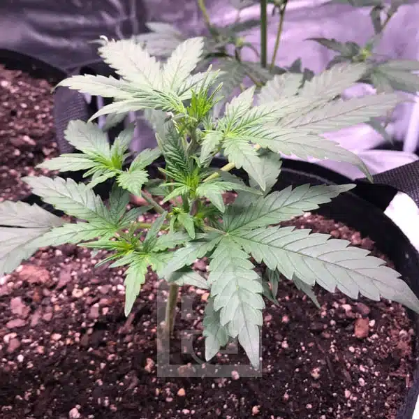Blimburn Seeds Semințe de canabis Grizzly Purple Auto