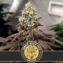Blimburn Seeds Cannabis Seeds Zombie Death Fuck Feminiserad