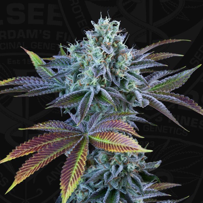 T.H.Seeds™ Seminte de canabis Auto French Cookies, pachet 6+1, feminizate