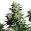 Royal Queen Seeds Cannabisfrø Amnesia Haze Feminiseret