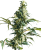 Sensi Seeds Graines de cannabis Mexican Sativa® régulières, 10 pcs