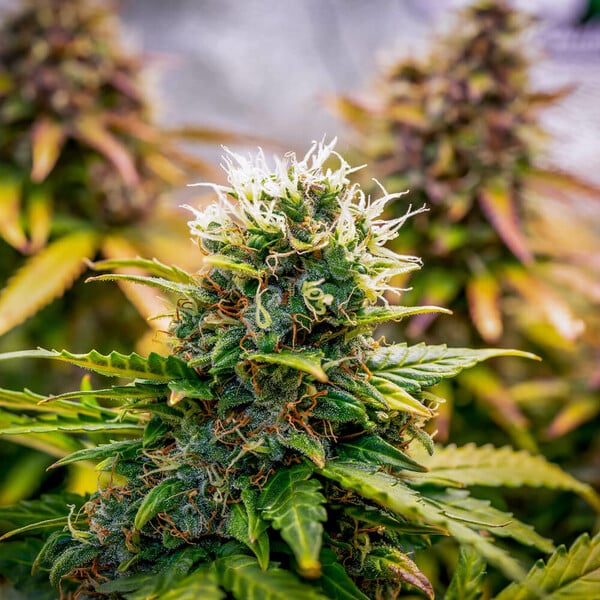 Royal Queen Seeds Semințe de canabis Bubble Kush Auto