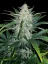 Fast Buds Насіння канабісу Rhino Ryder Auto